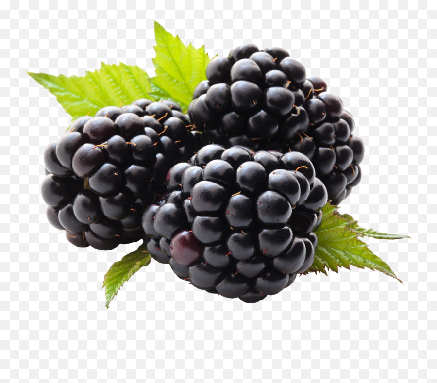 Blackberry Fruit Png File - Blackberry Png,Fruit Png Images