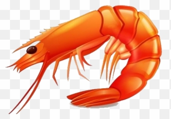 Shrimp Png Picture - Prawn Png,Shrimp Png