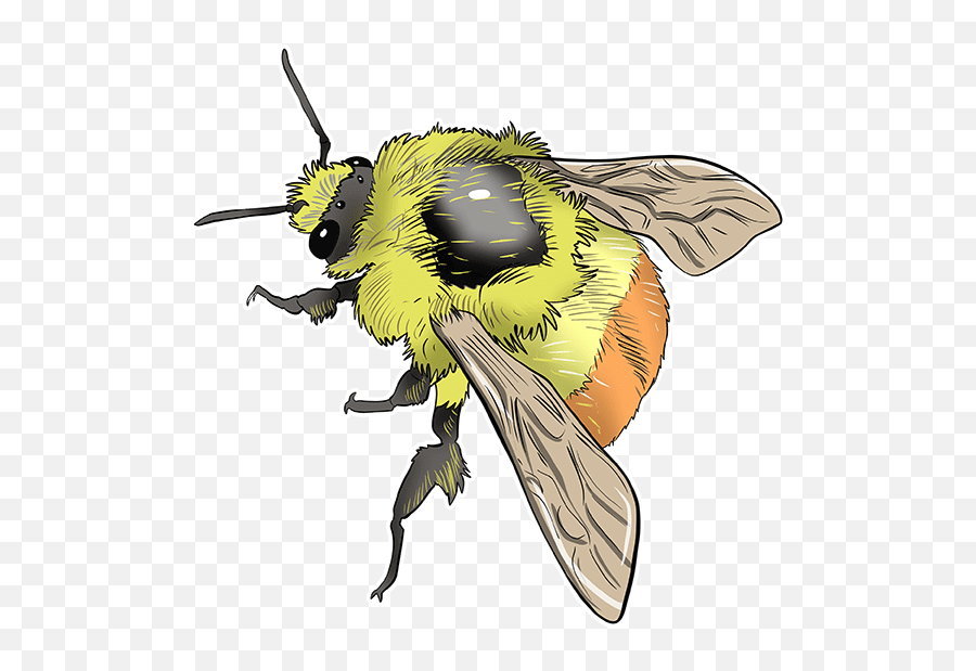 Learn Amazing Facts About The Worldu0027s Bees U2022 Save - Illustration Png,Bumble Bee Png