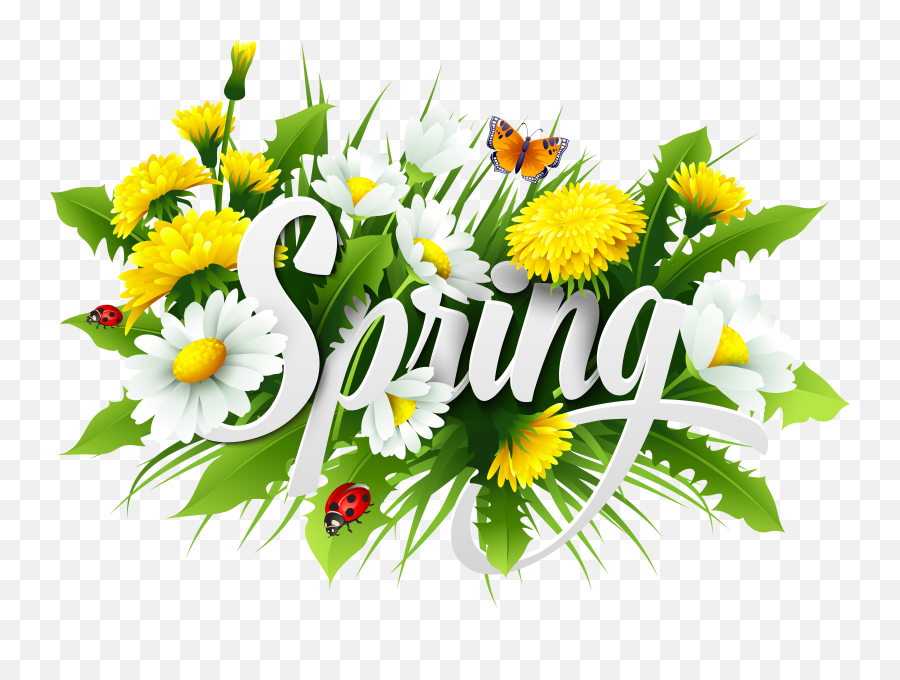 Spring Png Free Download - Camomile,Transparent Pics