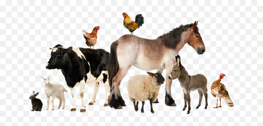 Stock Animals Transparent Livestock - Real Farm Animals Png Group Of Farm Animals,Animals Png