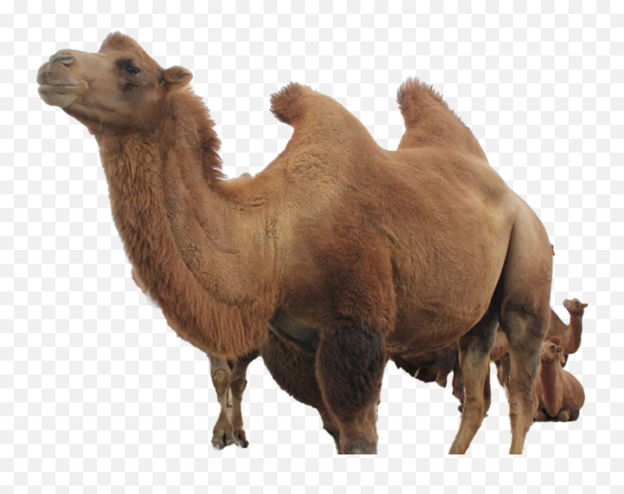 Camel Png Free File Download Play - Bactrian Camel,Camel Png