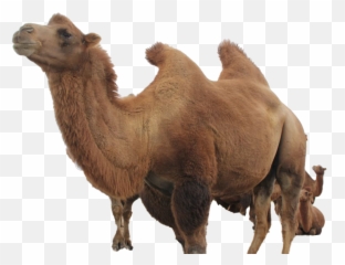 Camel Png Free File Download Play - Bactrian Camel,Camel Png