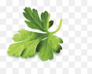 Cilantro Botanica - Parsley Png,Cilantro Png
