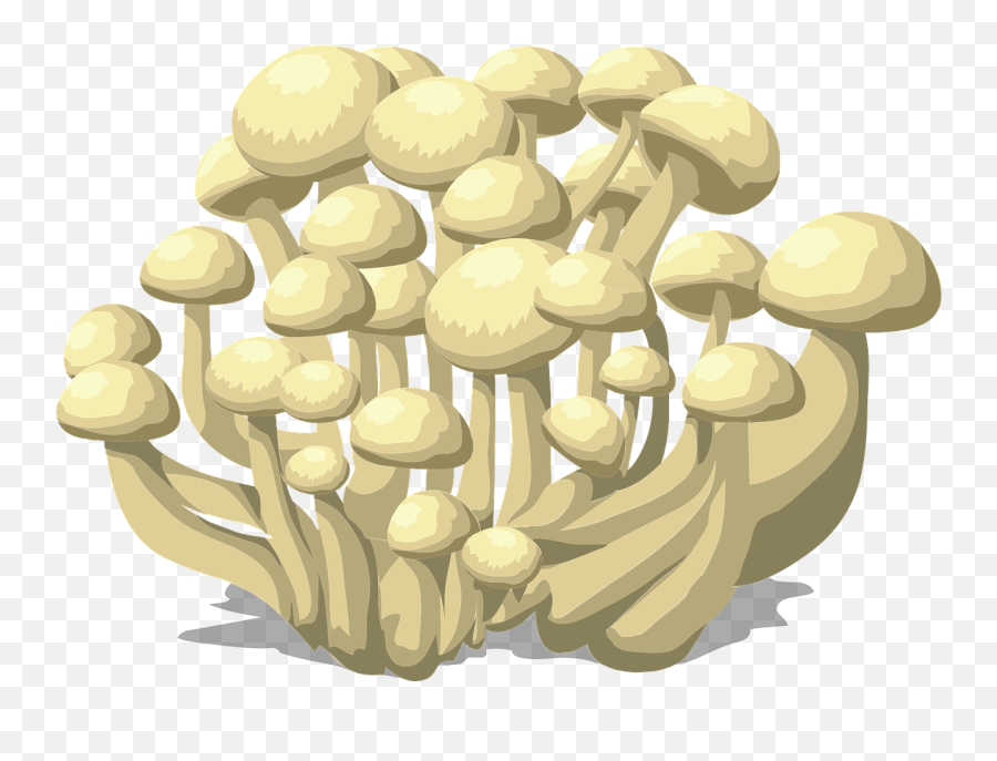 Mushrooms White Fungus - Free Vector Graphic On Pixabay Fungos Png,Mushroom Transparent Background