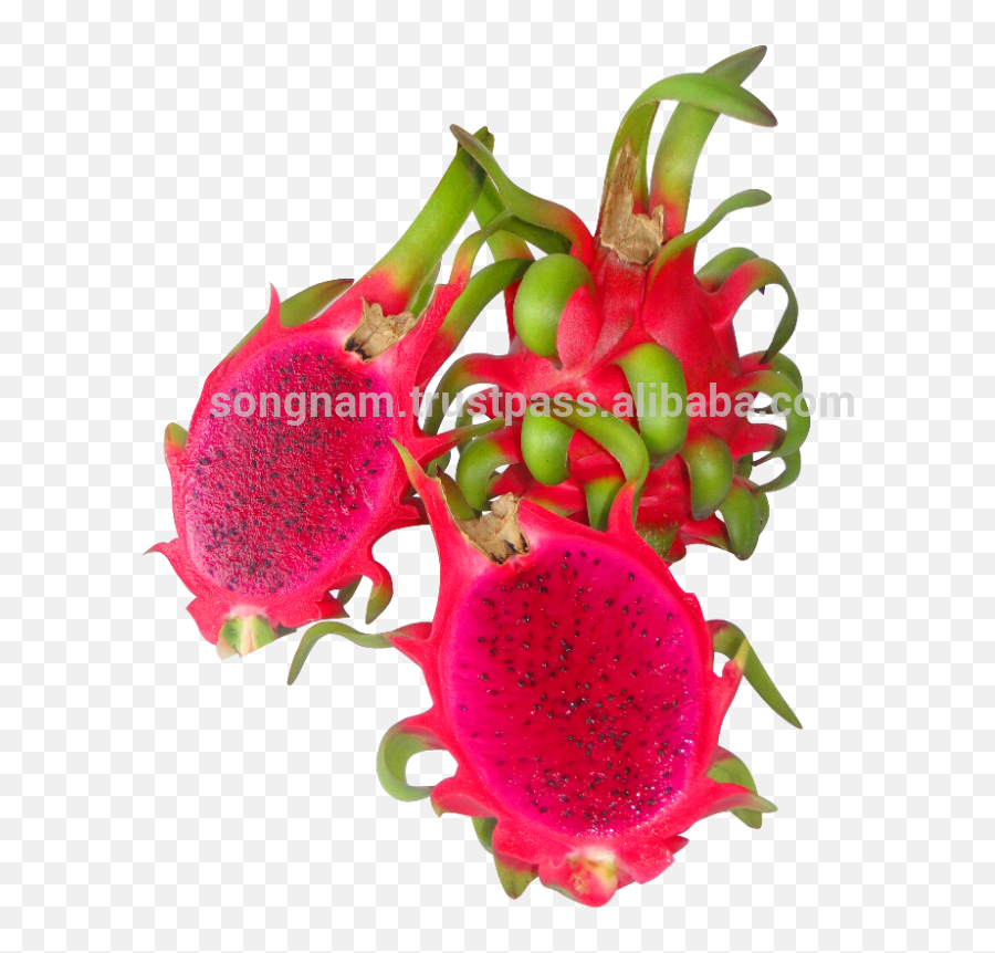 Song Nam Red Flesh Dragon Fruit From - Pitaya Png,Dragonfruit Png