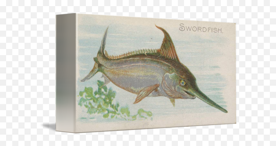 Vintage Illustration Of A Swordfish By Map Store - Atlantic Blue Marlin Png,Swordfish Png