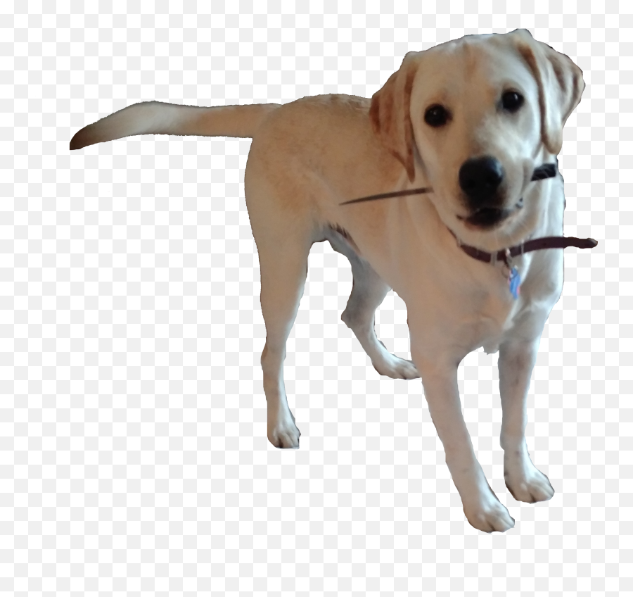 Dog Catches Something Transparent Png - Mess With The You Get,Doggo Png