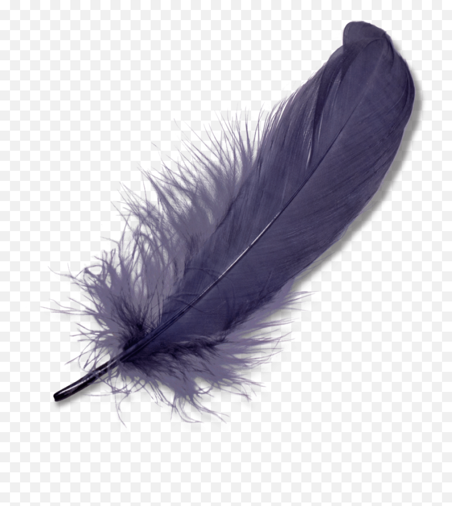 Black Feather Png Transparent Image - Feather Png,Black Feather Png