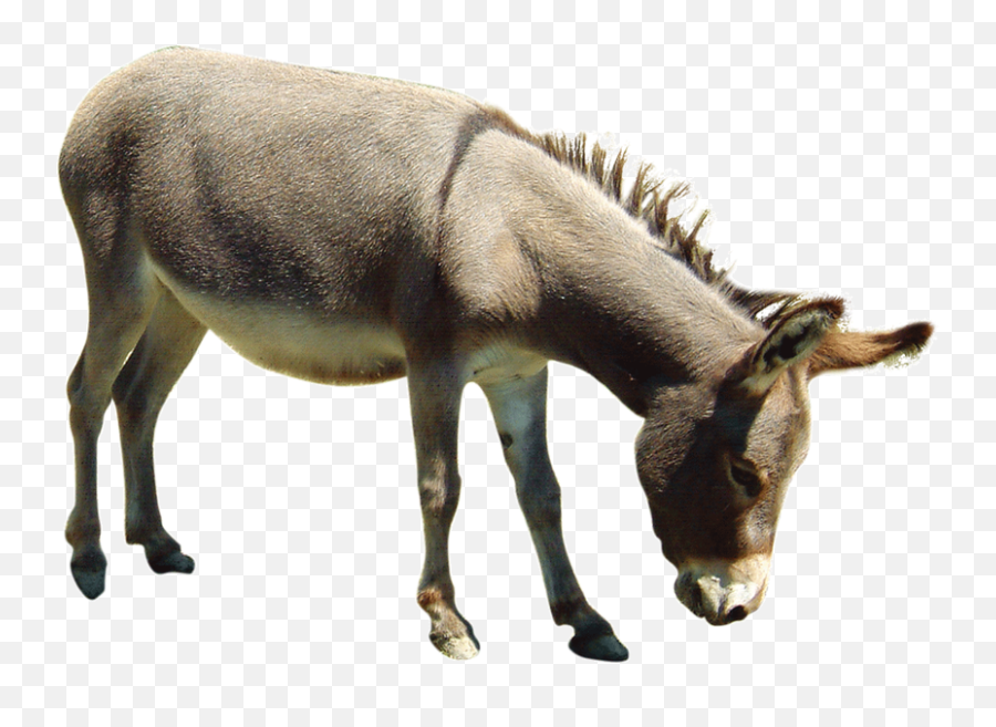 Fullscreen Page Png Burro