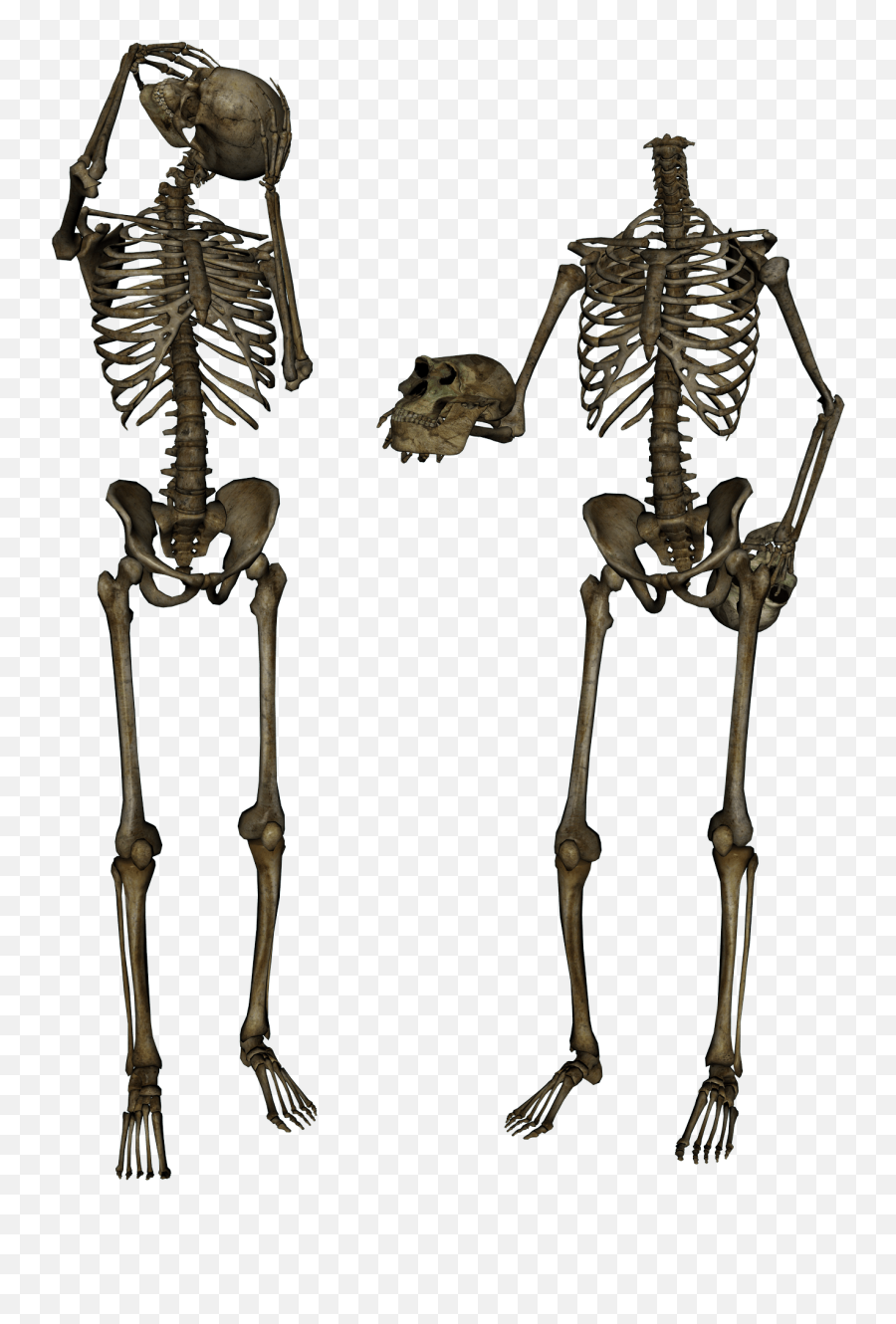Download Skeleton Png Image Hq Freepngimg - Transparent Skeletons Png,Skeleton Png Transparent
