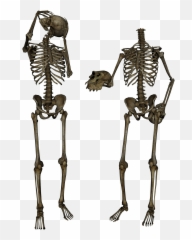 Download Skeleton Png Image Hq Freepngimg - Transparent Skeletons Png,Skeleton Png Transparent
