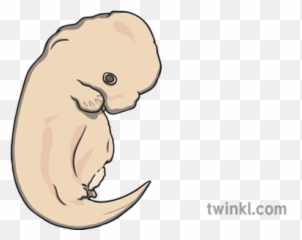 Dolphin Embryo Illustration - Twinkl Big Png,Embryo Png