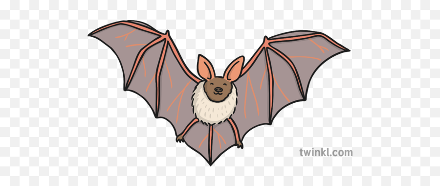 Bat 4 Illustration - Twinkl Bat Twinkl Png,Bats Transparent