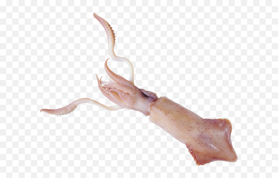 Squid Png Transparent Background Image For Free Download 10