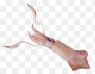 Squid Png Transparent Background Image For Free Download 10