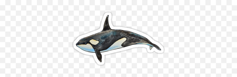Orca - Killer Whale Redbubble Png,Killer Whale Png