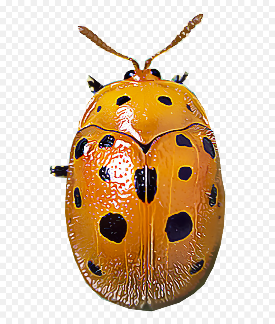 Identify And Control Mexican Bean Beetles - Parasitism Png,Bean Transparent