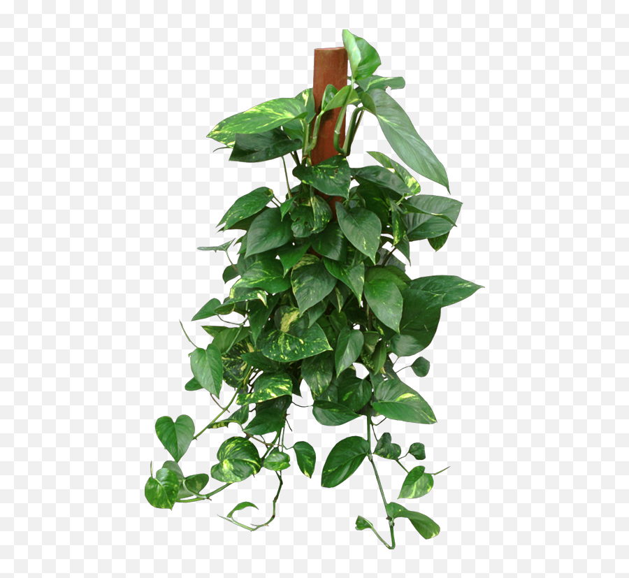 Pothos Totems Hanging Plants Outdoor - Hanging Pothos Indoor Transparent Png,Hanging Vines Png