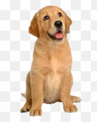 Dog Sitting Png Transparent Image - Dog Sitting,Dog Sitting Png