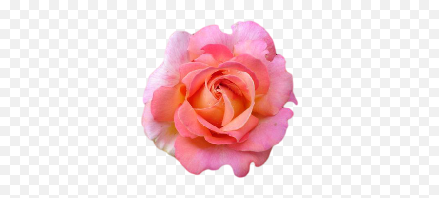 Pink Rose - Garden Roses Png,Transparent Pink Flowers