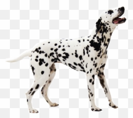 Dalmatian - Full Hd Dalmatian Png,Dalmatian Png