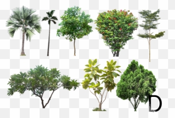 Photoshop Png Bushes - Transparent Background High Resolution Trees Png,Tree Elevation Png