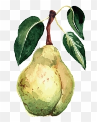 Watercolor Fruit Vector Free - Watercolour Fruits Transparent Vegetables Png
