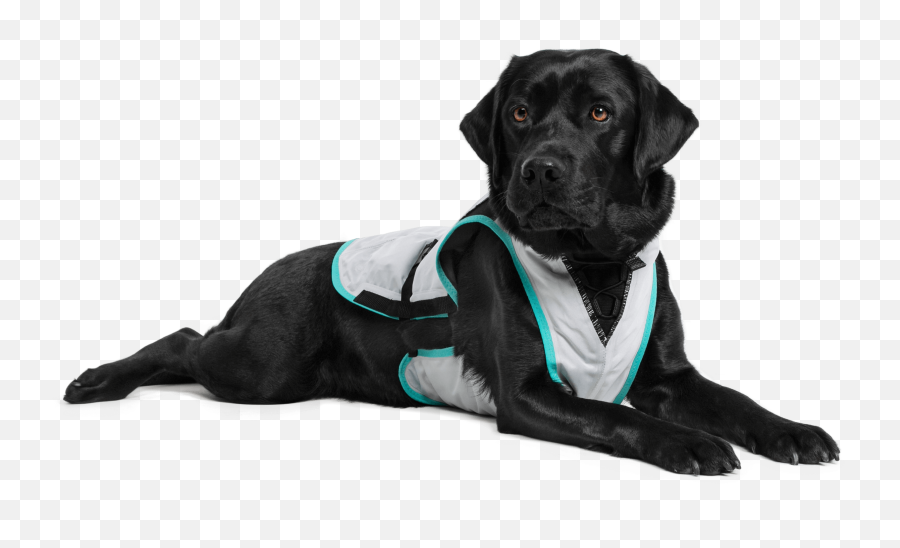 Dry Cooling Vest - Suitical Cooling Vest For Dogs Png,Icon Field Vest