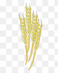 Wheat Svg Vector Clip Art - Clipart Whole Grain Art png