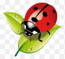 Mariquita Pon By Thj Genially - Dessin Coccinelle Sur Une Feuille png