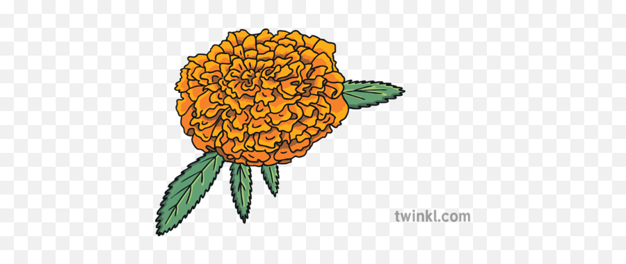 Dead Bingo English Marigold Flower Ks1 - Sunflower Png,Dead Flowers Png