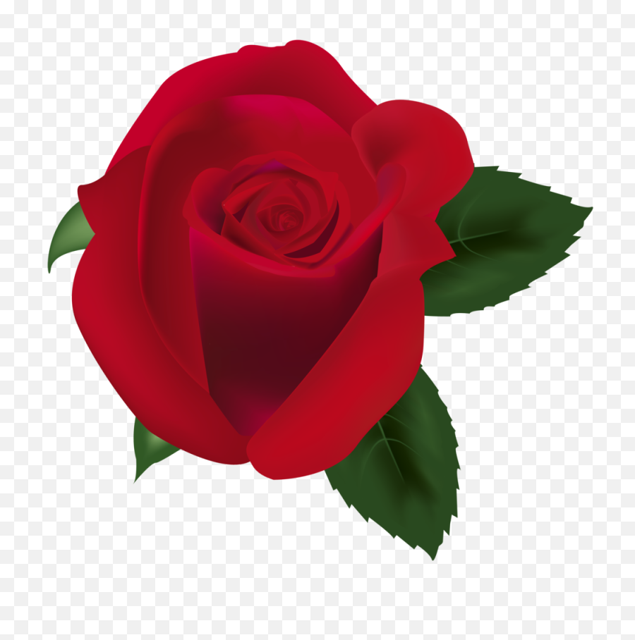 Red Rose Png Clipart Image Roses - Rose,Rose Clipart Transparent