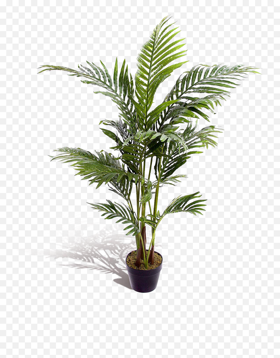 Palm Tree Leaf Background Png Image Play - Tropical Palm Trees Indoor,Palm Png