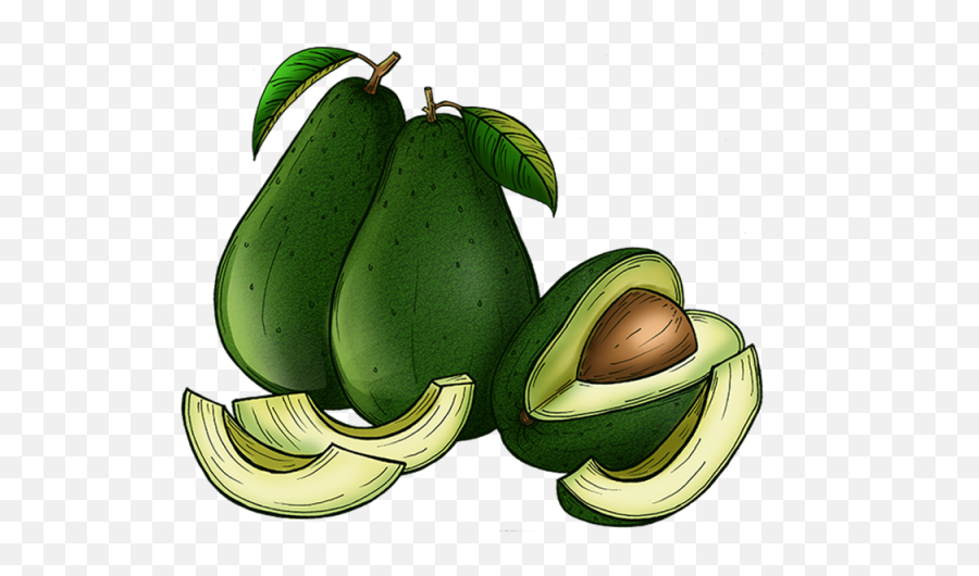 Download Avocado Food Background Png And Psd - Common Aguacates Dibujo A Lapiz,Avocado Transparent Background