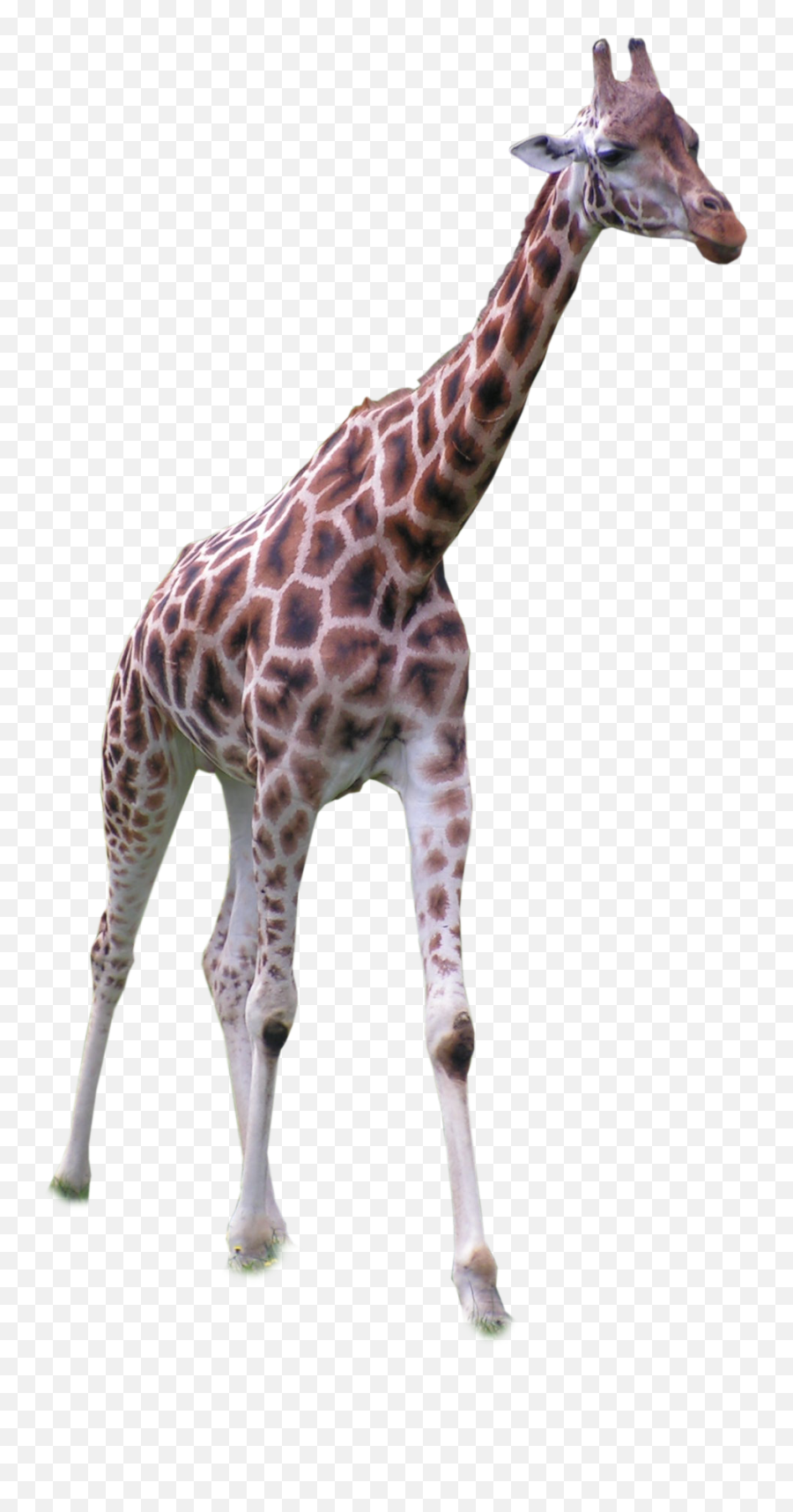 Giraffe Standing Front Png - Transparent Background Giraffe Transparent,Giraffe Transparent Background