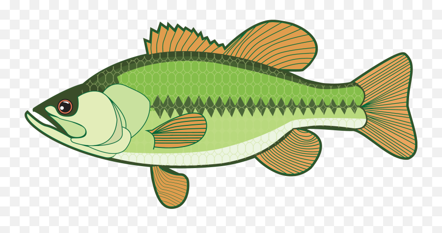 Largemouth White Smallmouth Fishing - Sea Bass Clipart Png,Fish Clipart Transparent Background