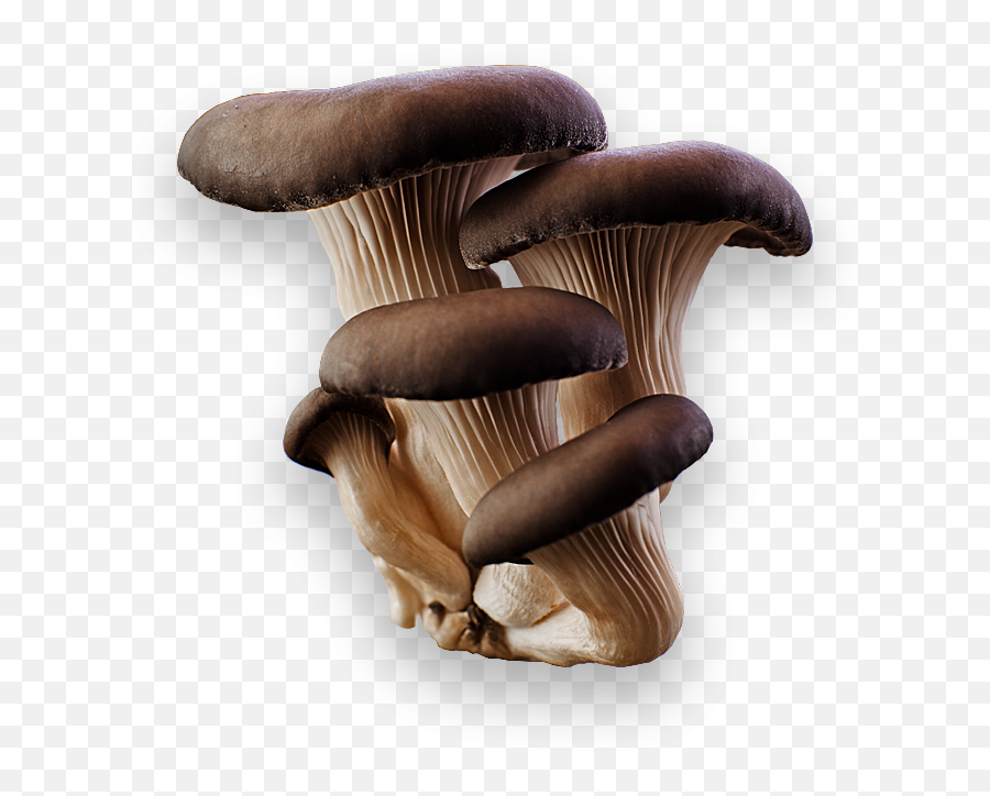 Mushroom Png Image - Oyster Mushroom Png Grey,Mushroom Transparent Background