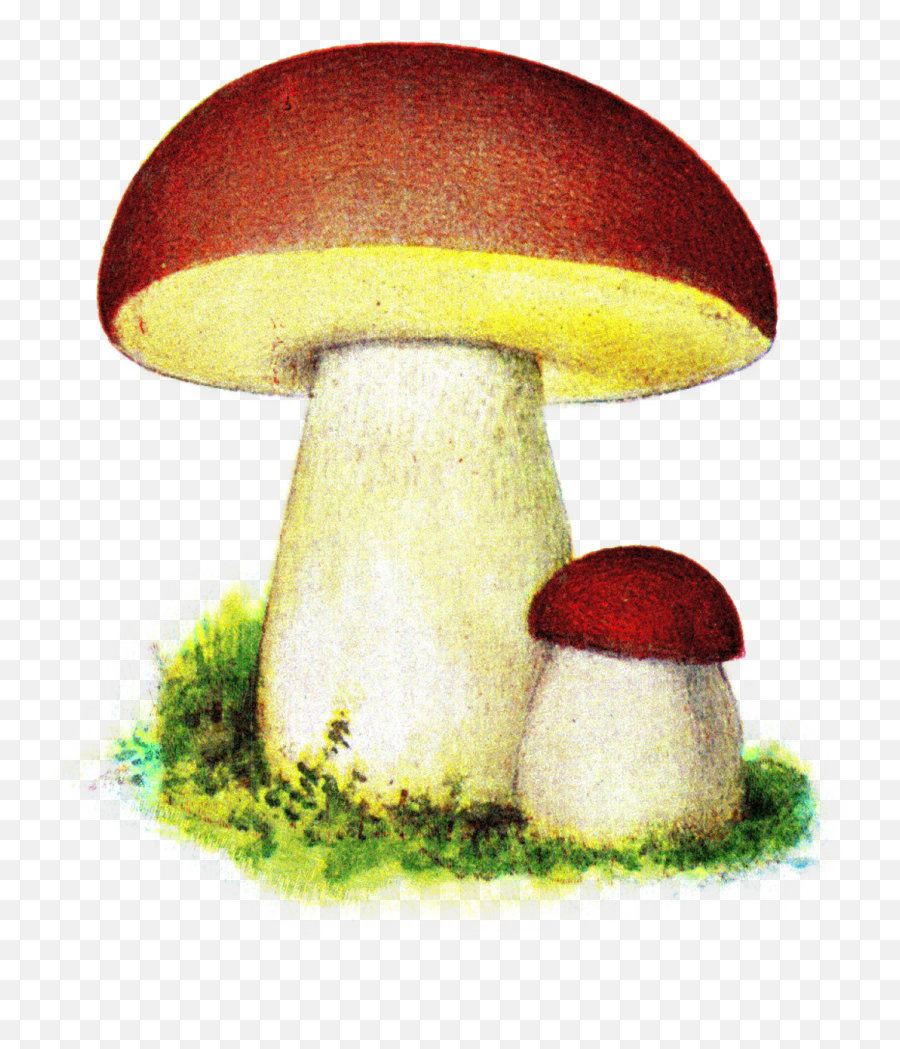 Filekarl Johanssvamp Iduns Kokbokpng - Wikimedia Commons Karl Johans Svamp,Fungi Png