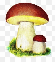 Filekarl Johanssvamp Iduns Kokbokpng - Wikimedia Commons Karl Johans Svamp,Fungi Png