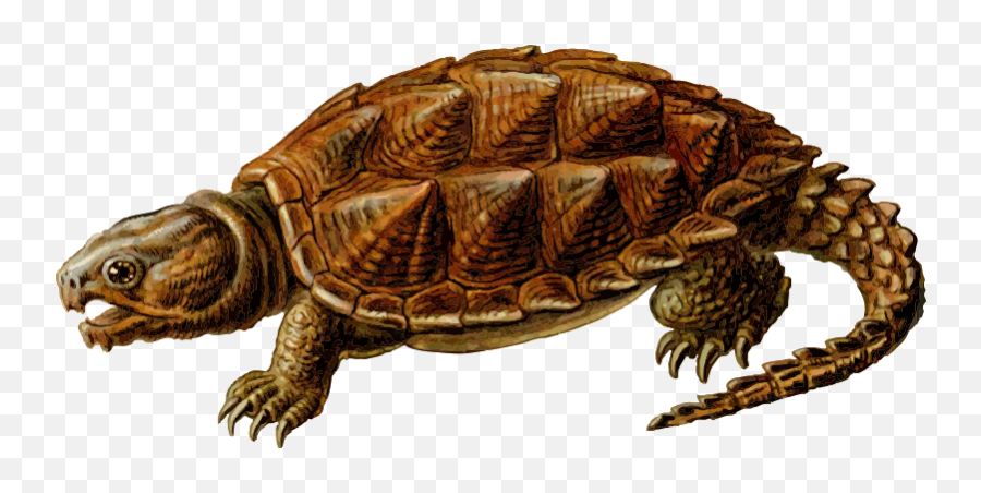 Snapping Turtle Png Transparent Images - Alligator Snapping Turtle Png,Turtle Clipart Png