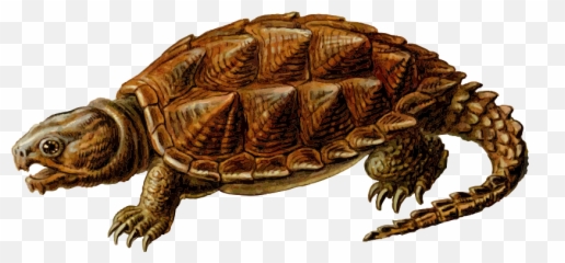 Snapping Turtle Png Transparent Images - Alligator Snapping Turtle Png,Turtle Clipart Png