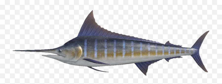 Blue Marlin - Nookipedia The Animal Crossing Wiki Blue Marlin Animal Crossing New Horizons Png,Swordfish Png