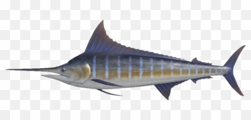 Blue Marlin - Nookipedia The Animal Crossing Wiki Blue Marlin Animal Crossing New Horizons Png,Swordfish Png