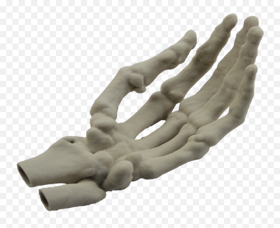 Human Skeleton - Skeleton Hand Png,Skeleton Hand Png
