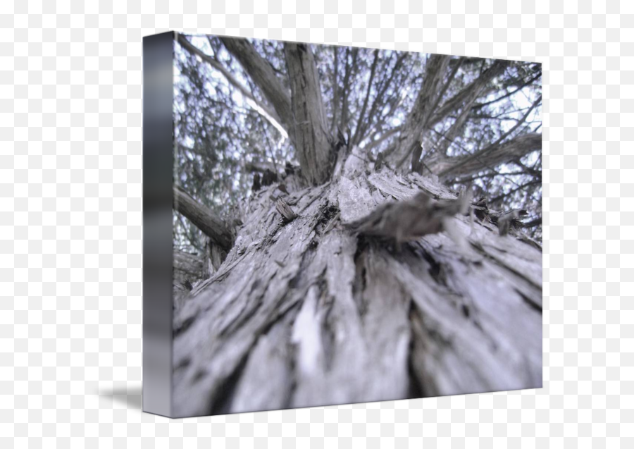 Old Cedar Tree By David Ewing - Tree Png,Cedar Tree Png