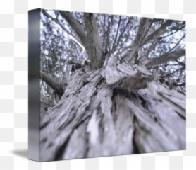 Old Cedar Tree By David Ewing - Tree Png,Cedar Tree Png