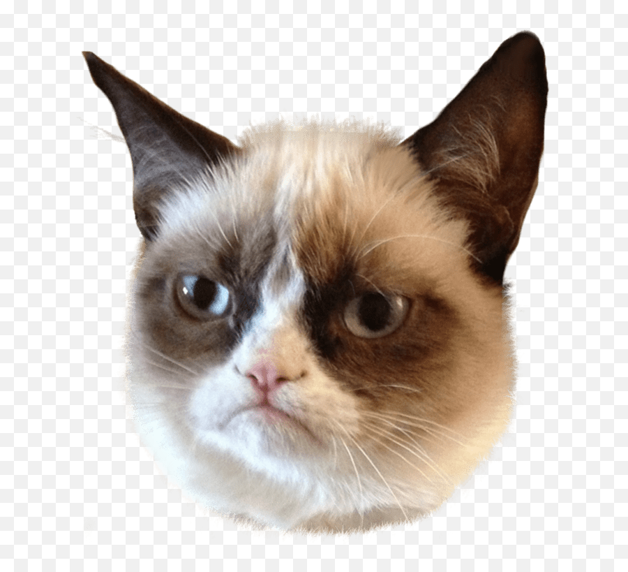 Grumpy Cat Png - Grumpy Cat,Cat Face Png