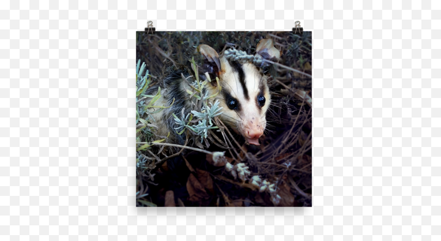 Brokkoli Poster Opossum My Possum - Possum Png,Possum Transparent