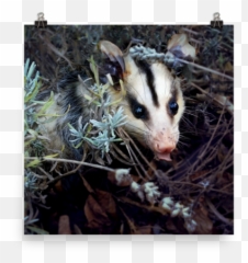 Brokkoli Poster Opossum My Possum - Possum Png,Possum Transparent